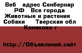 Веб – адрес Сенбернар.РФ - Все города Животные и растения » Собаки   . Тверская обл.,Конаково г.